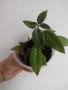 Нематантус, nematanthus Santa Teresa, снимка 2