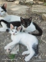 котенца, снимка 1