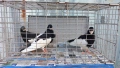 Продавам гълъби Ямболски Акмани , снимка 6