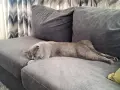Чистокръвен британец на 8 м, снимка 1