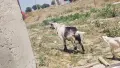продавам скопен пръч, снимка 1