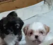 две момчета и една принцеса , снимка 6