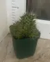 Кактус Mammillaria decipiens, снимка 3