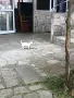 Продават се малки кученца , снимка 7
