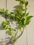 Пъстра зеленика Vinca major Variegata, снимка 1