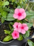 🌸🩷🌸 Каскадна винка (Vinca Darling Cascade Strawberry), снимка 2