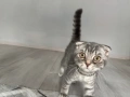 Шотландски клепоухи , снимка 3