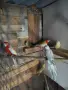 розели и пойни папагали, снимка 5