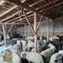 Продавам агнета, снимка 4