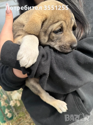 Подаряват се , снимка 13 - Други - 54173017