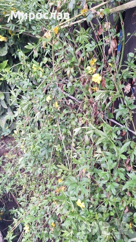 Продавам растение Зимен Жасмин (Jasminum nudiflorum), снимка 6 - Градински цветя и растения - 54579336