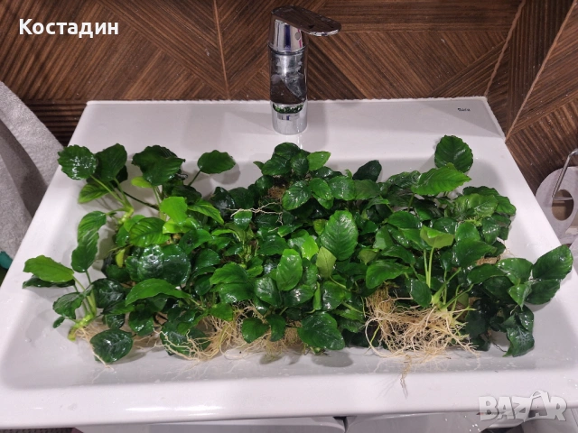 Аквариумно растение Анубиас Бартери, снимка 9 - Други - 54485998
