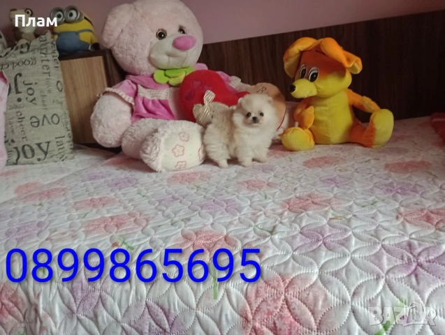 Мъжки мини Померан. Реални снимки от 07.06.2026 г., снимка 2 - Померан - 54632233