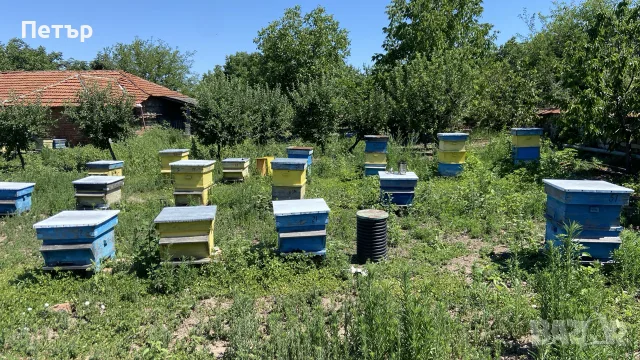Пчелни семейства и кошери, снимка 2 - Други животни - 55626855