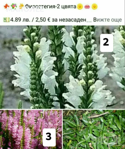 🪻🪴🪷🎁7 вида студоустойчиви растения❄️☃️ -, снимка 3 - Градински цветя и растения - 54099234