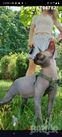 рицар си търси своята принцеса 