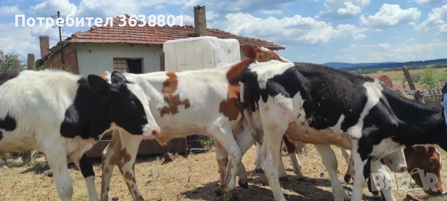 Продавам телета , снимка 2 - Крави - 55249503