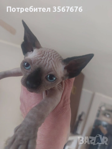 Канадски Сфинкс , снимка 3 - Сфинксове - 54061864