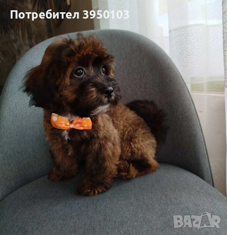 Shih poo /Mini poodle, снимка 3 - Пудели - 54633510