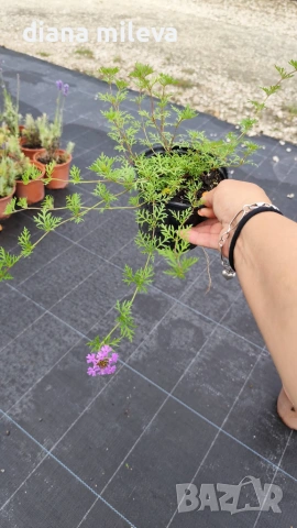 Вербена канадска 'Хоумстед Пърпъл', Verbena canadensis Homestead Purple, снимка 8 - Градински цветя и растения - 55135938