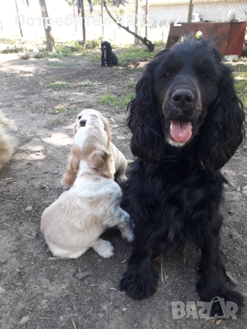 Cocker Spaniel, снимка 6 - Кокер шпаньол - 54723852