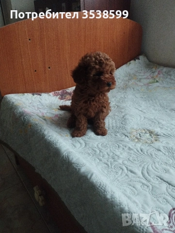 Той Пудел .Tou Poodel., снимка 5 - Пудели - 54978378