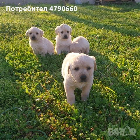 Лабрадори на 40 дни