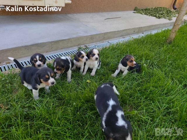 Продава кученца "Бигъл"., снимка 5 - Бигъл - 54968875