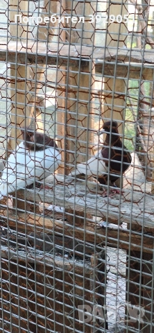 Продавам Архангели, снимка 4 - Гълъби - 54241623