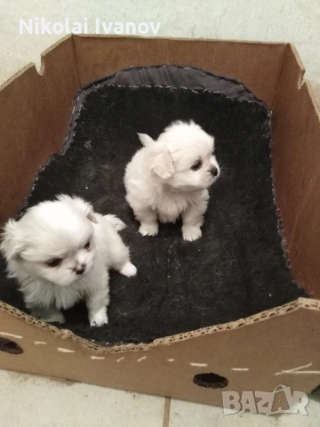 Пекинезчета чисто бели мъжки , снимка 6 - Пекинез - 54308013