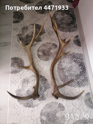 Рога от благороден 