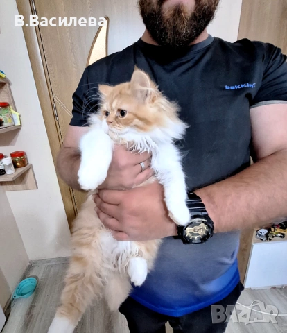Персийски котета
