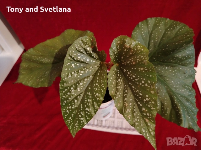 Бегонии Тамая, млади добре вкоренени растения , снимка 5 - Стайни растения - 54059283