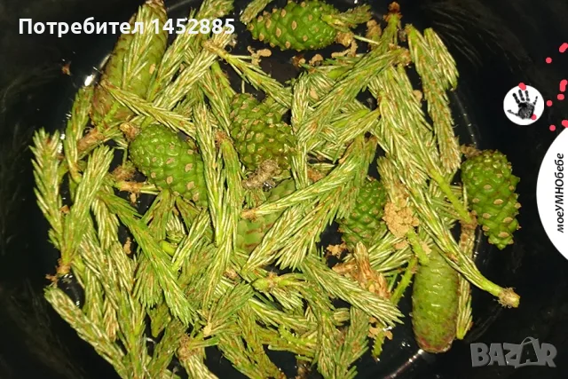 Боров мед.          ., снимка 2 - Домашни продукти - 54908423