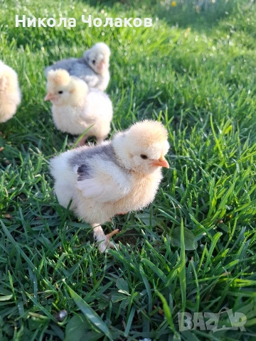 Струмски стандарт пилета , снимка 2 - Кокошки и пуйки - 54298608