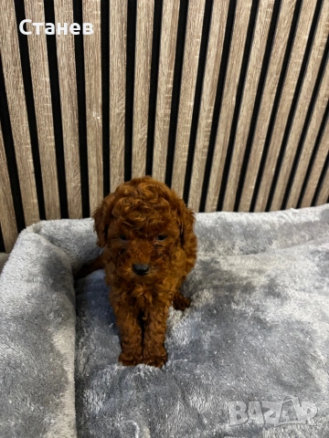 Той пудел момче, снимка 3 - Пудели - 54277456