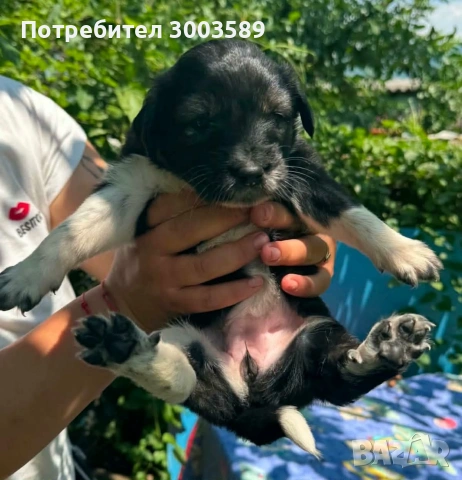 Куче, снимка 8 - Други - 55055228