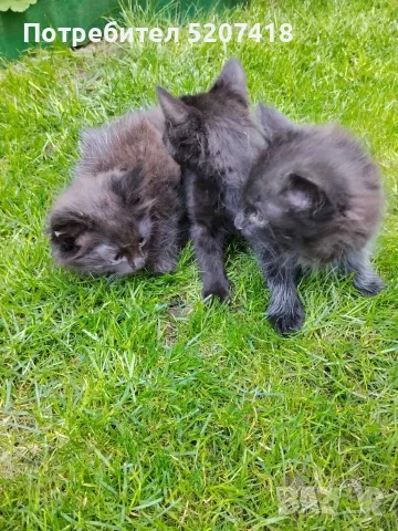 Ангорски котета, снимка 3 - Ангорски - 55485382