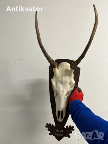 Много красив шилар, снимка 4 - Други - 54240918