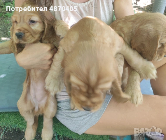 Английски кокер шпаньол , снимка 6 - Кокер шпаньол - 55086344