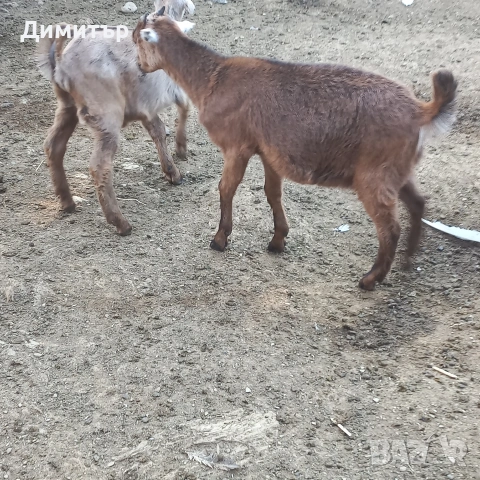 продавам 3 кози и 5 ярета, снимка 9 - Кози - 54900014