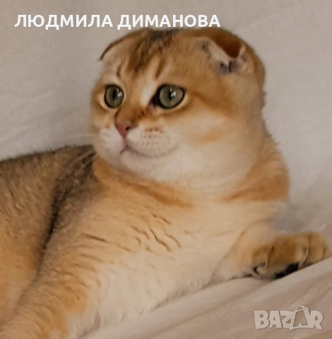 Шотландски златни чинчили мъжки , снимка 4 - Чинчили - 55197671