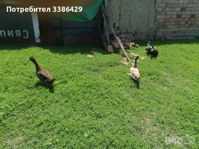 Неми и крякащи патета и едногодишни такива , снимка 2 - Патици и гъски - 54740867