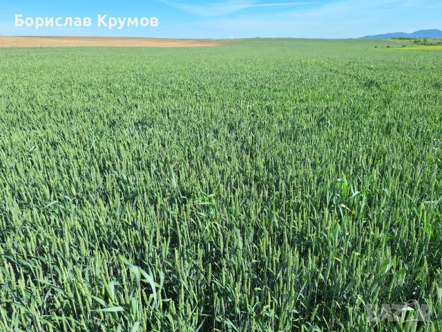 Търся ЗЕМЕДЕЛСКА ЗЕМЯ за купуване и арендоване в района на с. Орлов дол, с. Владимирово, с. Главан, снимка 4 - Земеделска земя - 51291031