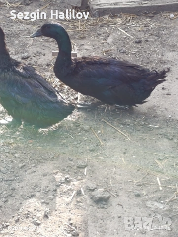 Каюга , снимка 4 - други­ - 54259015