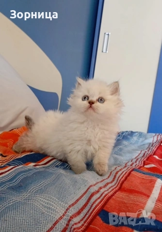 Британско дългокосместо коте, снимка 3 - Британска късокосместа - 54337713