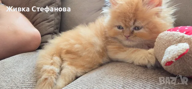 Персийче на 60 дни, снимка 5 - Персийска - 55502206