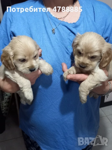 Продавам кокерчета чистокръвни