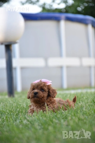 Той пудел Toy poodle, снимка 12 - Пудели - 55006000