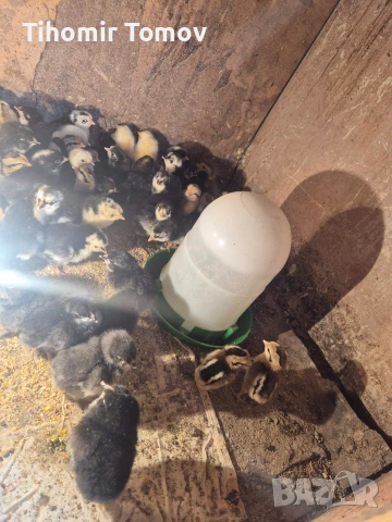 продавам ярки пред пронасяне пилета , снимка 4 - Кокошки и пуйки - 54350415